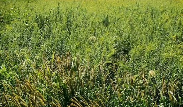 Research on the microbiome of grass shows that the future lies in healthy bacteria.