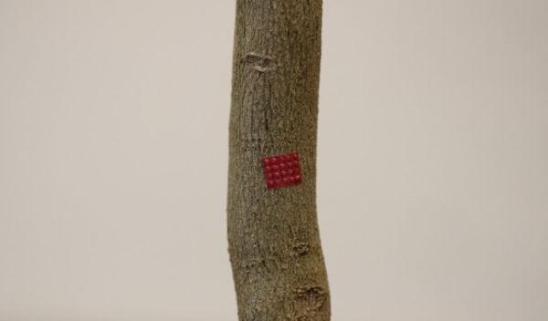 a microinjection device (red) is attached to a citrus tree