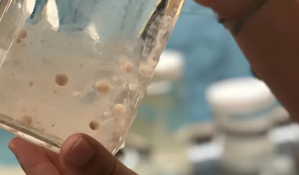 salps from the Scripps Collections