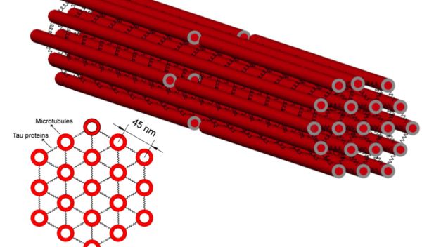 Illustration of microtubules