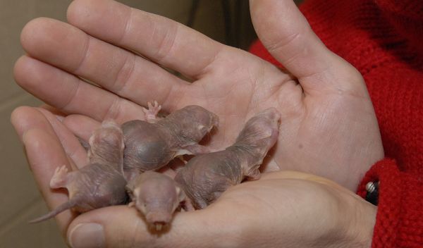 Photo of naked mole-rats in the hands of biologist Thomas Park.