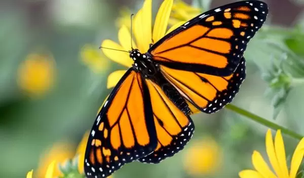 a monarch butterfly