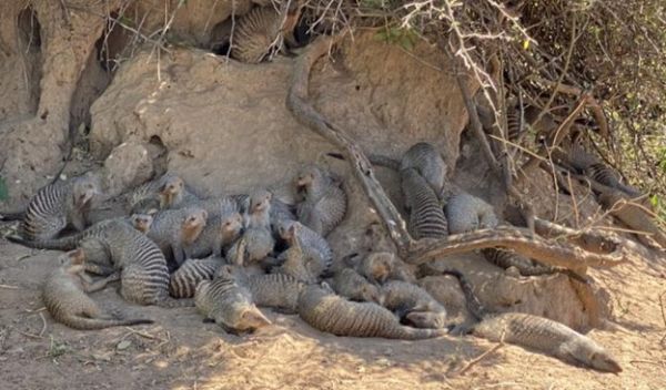 Researchers are using genetic tools to track movements of mongooses in Botswana.