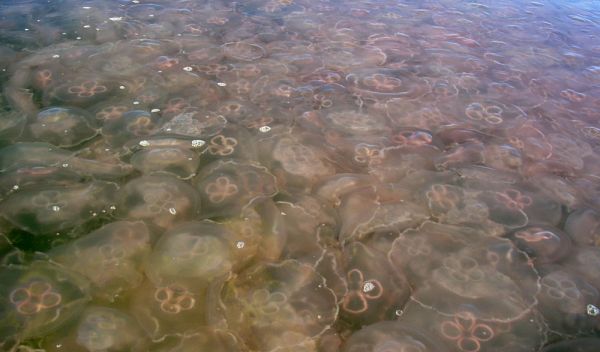 Photo of a jellyfish swarm.