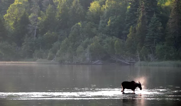 Photo of a moose in the water on the shoreline of Isle Royale.