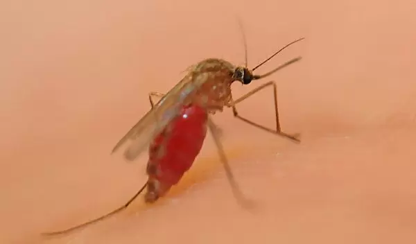 Culex quinquefasciatus mosquito.