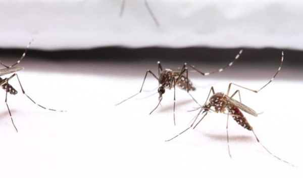 Mosquitoes on bite-resistant fabric; they fail to probe through due to the small pore size.