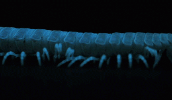 Why Bioluminescence Evolved to Be Red Light, and Blue