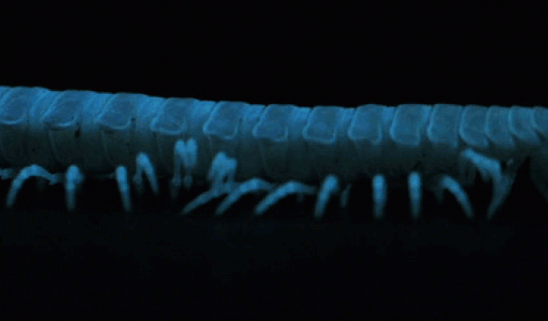 animated gif showing the wavelike gait of the millipede Motyxia sequoiae