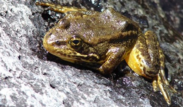 frog