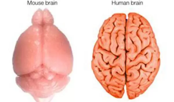 Illustration showing surfaces of the mouse and human brains