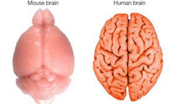 Illustration showing surfaces of the mouse and human brains