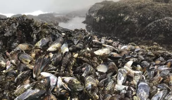 Research on mussel beds as climate warming protectors was conducted near Bodega Bay, California.