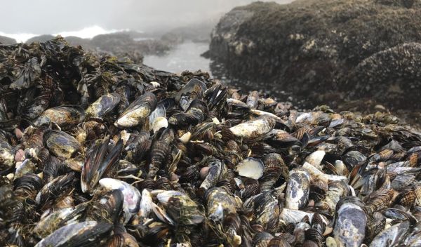 Research on mussel beds as climate warming protectors was conducted near Bodega Bay, California.