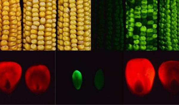 fluorescent tagged transgenic corn