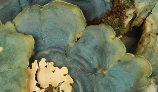 Timucua heart lichen