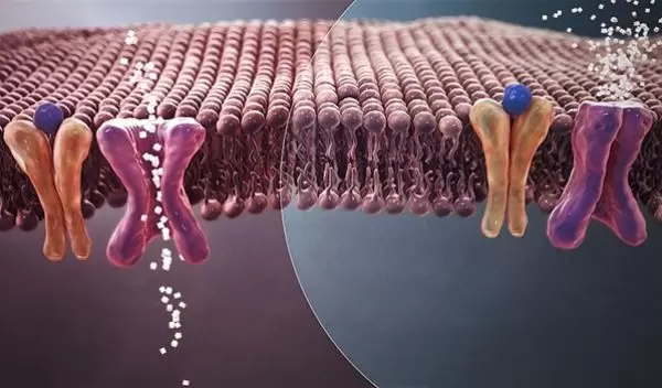 normal blood sugar (white crystals) Vs. insulin resistance
