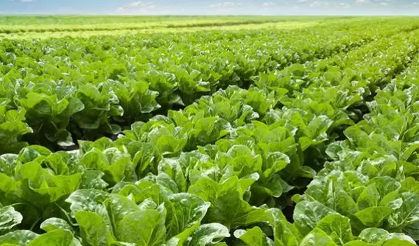 Machine learning algorithms can predict the presence of nanoparticles in most plant species.