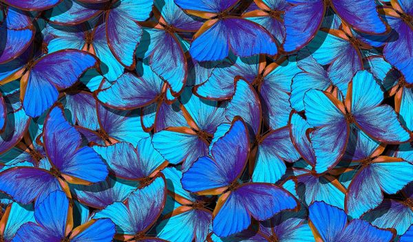 new technology displays color that uses nanoscale structures inspired by butterflies