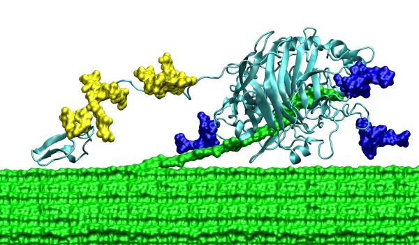 A cellulose-digesting enzyme from a fungus.