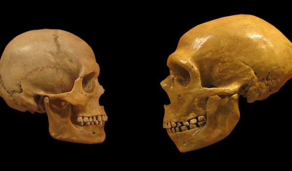 human skull, left, and Neanderthal, right