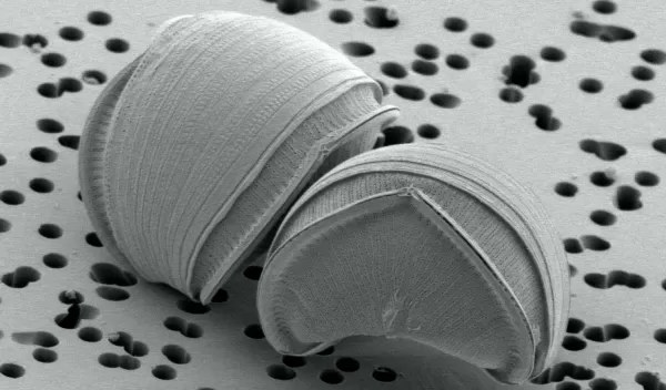 new diatom species, Epithemia pelagica