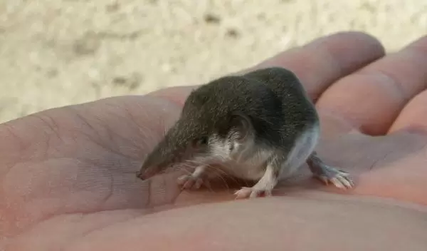 a bicolored shrew
