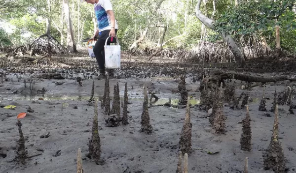 Daphne Fautin searches for new organisms while conducting a marine survey.