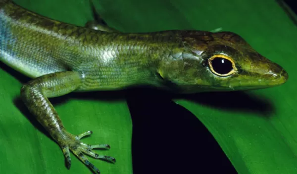 Photo of green-blooded lizard from New Guinea