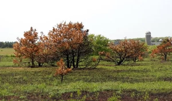 trees