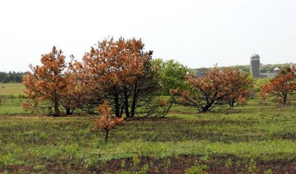 trees