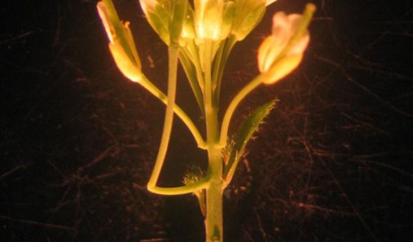 Cantils, named for their cantilever support of a plant stalk, are newly reported structures.