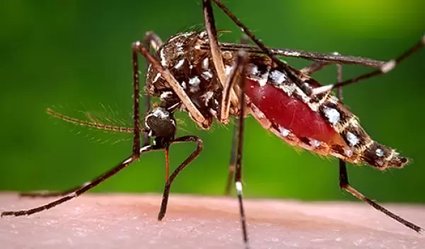 Aedes aegypti mosquito