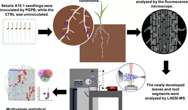 seedlings of Setaria viridis A10.1
