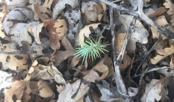 Pinyon pine seedling