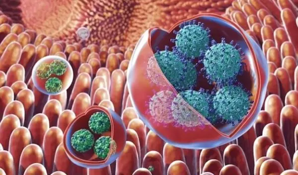 vesicles containing clusters of viruses