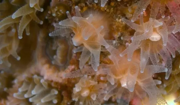 close-up of a Northern Star Coral