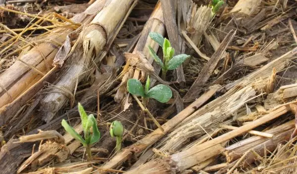 soybeans emerging through no-till corn residue