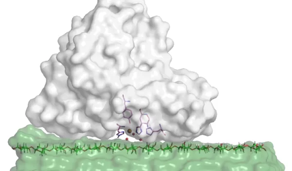 Illustration of the T. aurantiacus LPMO (gray) with cellulose