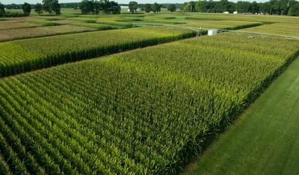 Scientists at NSF's Kellogg Biological Station LTER site test how crops respond to nitrogen.