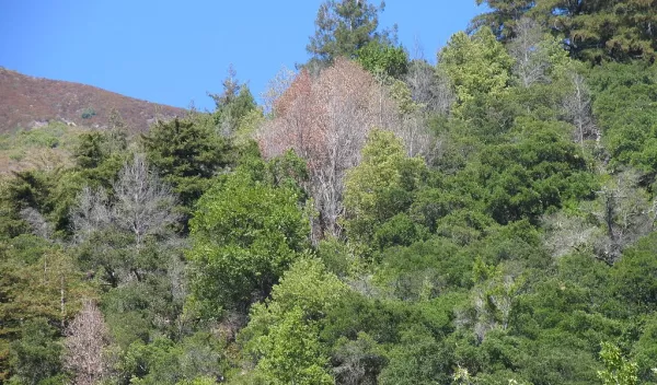 aerial view of trees
