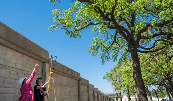 Researchers measuring black carbon captured by oak tree leaves