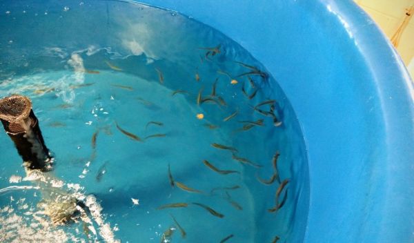 silverside tank feeding