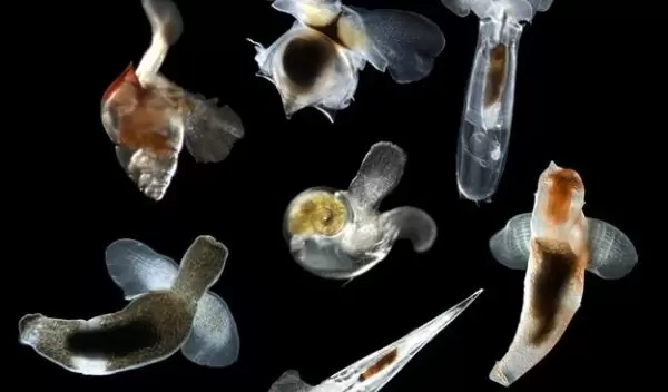 images of several species of planktonic gastropods