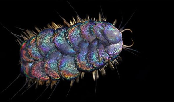 hungry scale worm
