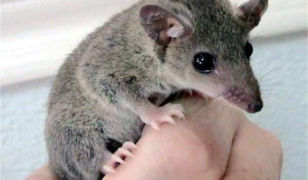 opossum