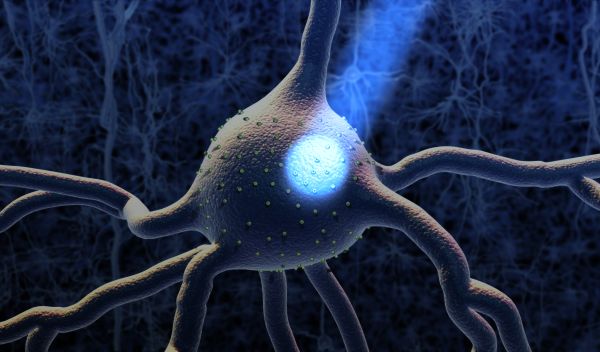 A neuron activated by light