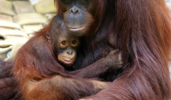 Photo of a mother-son orangutan pair housed at Zoo Atlanta.