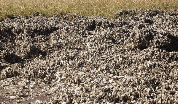 restored oyster reefs