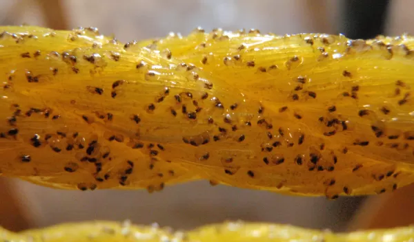 Blue mussel larvae settled on a rope.